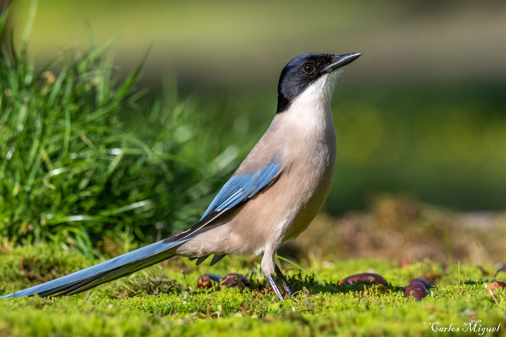 Iberian Magpie