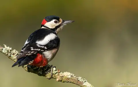 Great Spotted Woodpecker