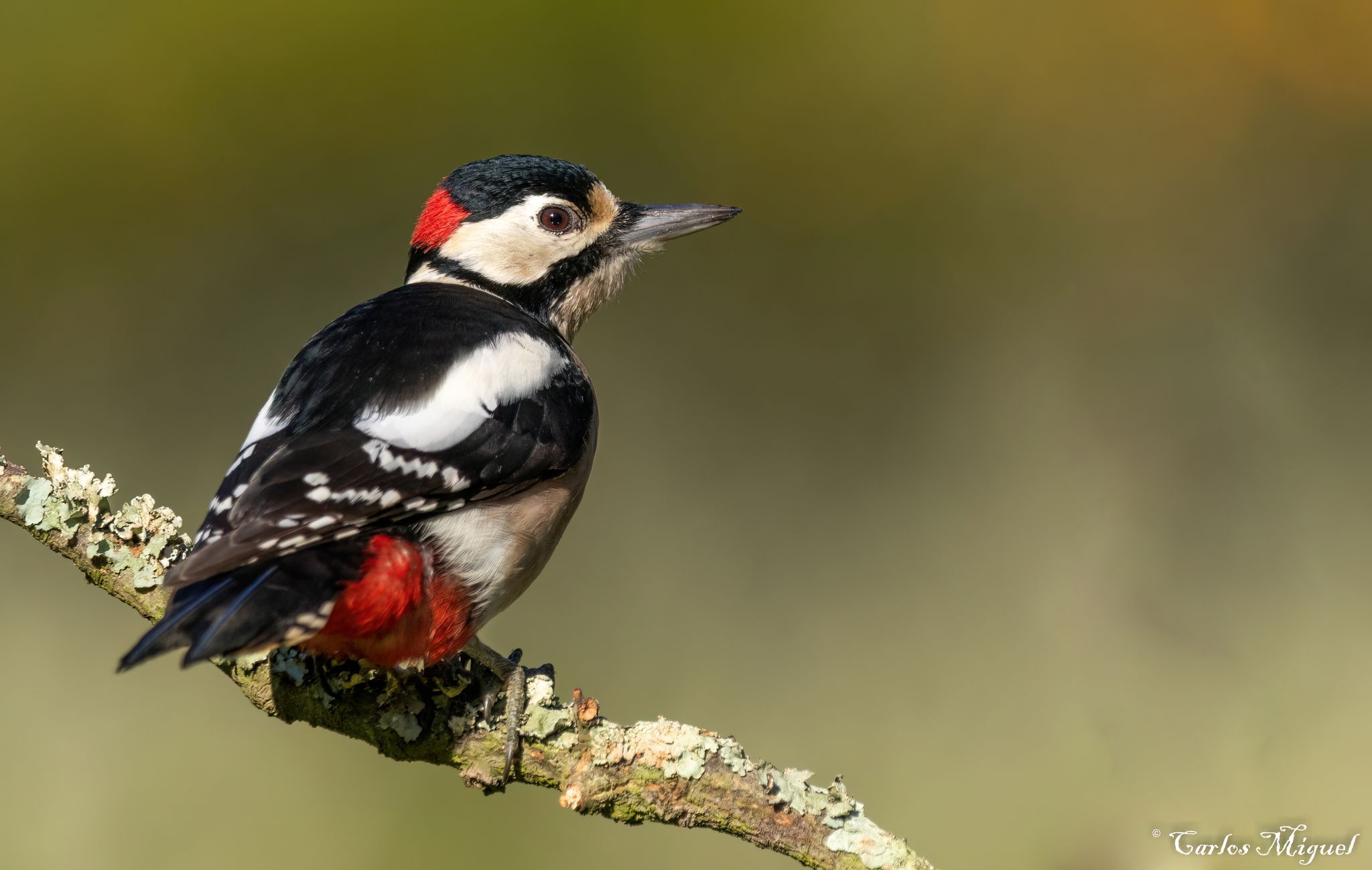 Great Spotted Woodpecker