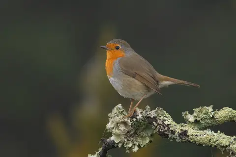 European Robin