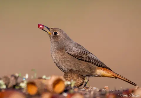 Black Redstart