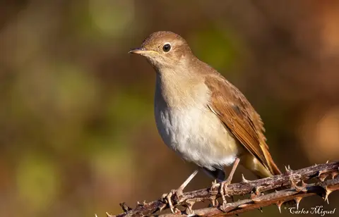 Common Nightingale