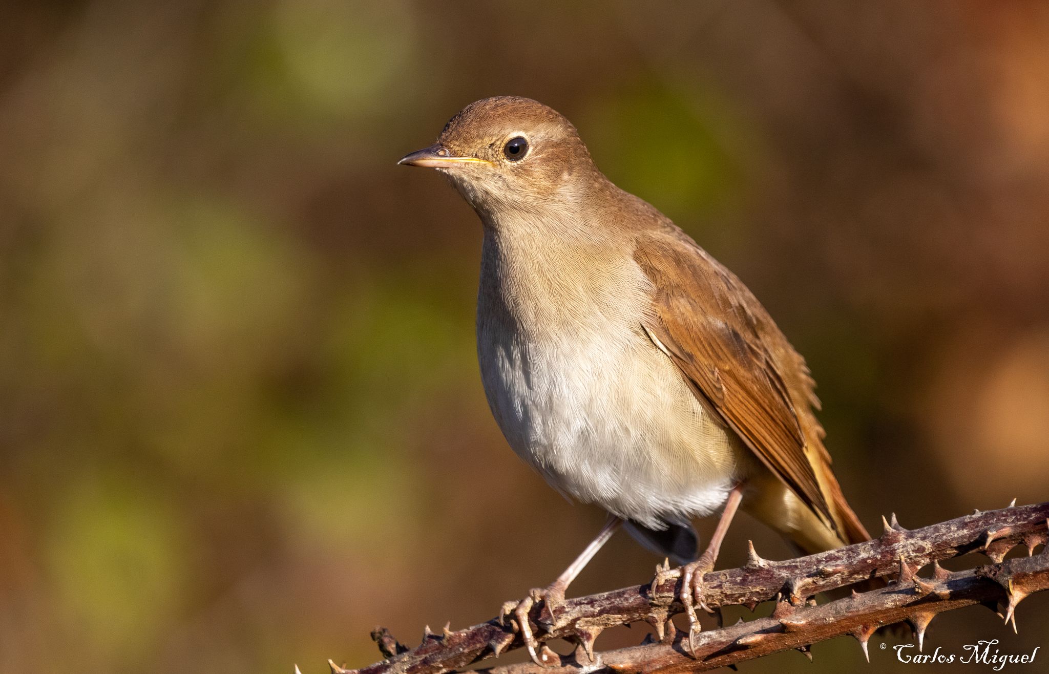 Common Nightingale