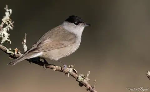 Eurasian Blackcap