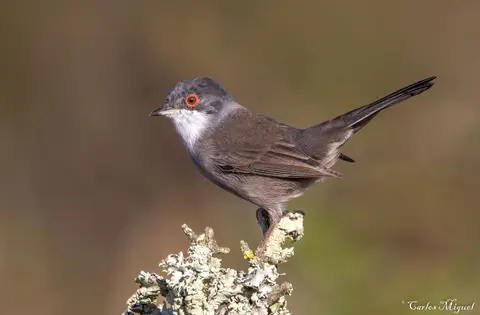 Sardinian Warbler