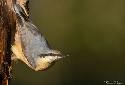 Eurasian Nuthatch