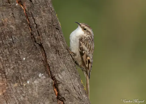 Short-toed Treecreeper