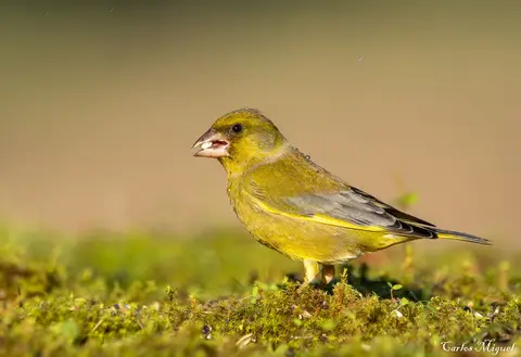 European Greenfinch