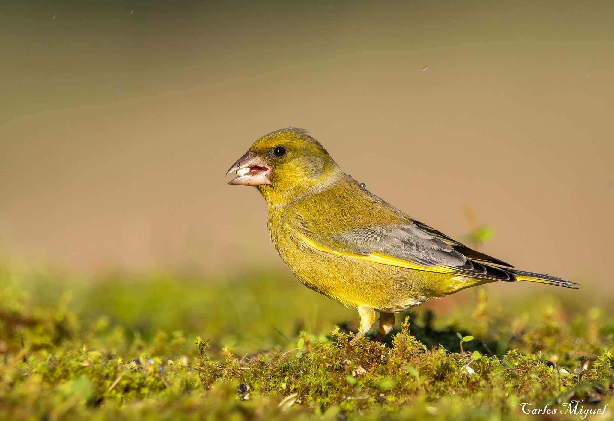 European Greenfinch