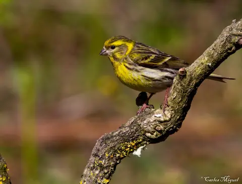 European Serin