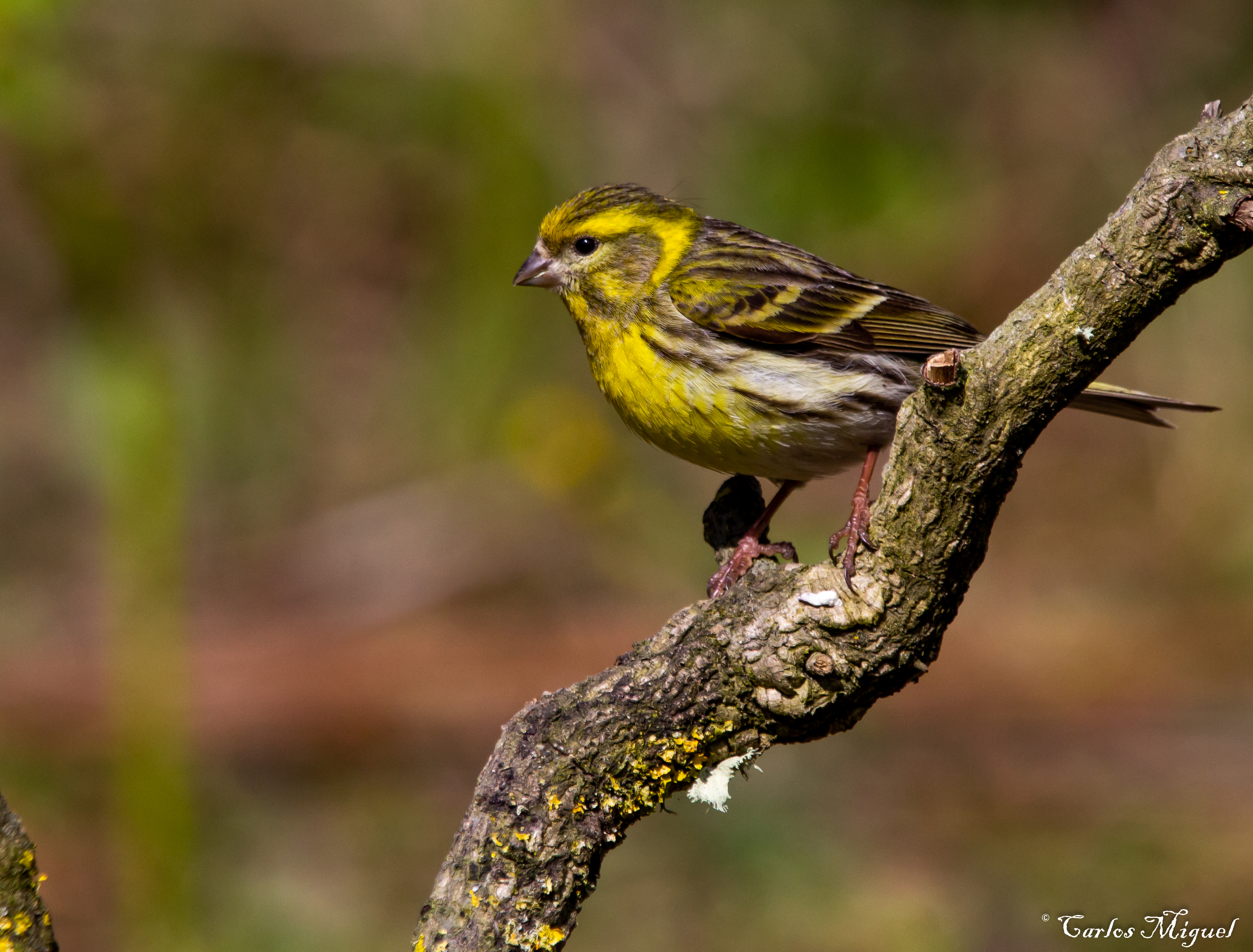 European Serin