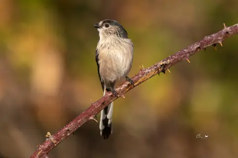 Long-tailed Tit