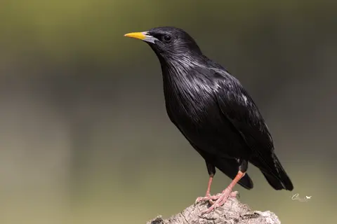Spotless Starling