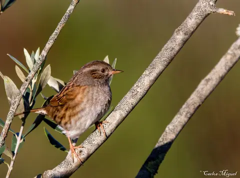 Dunnock