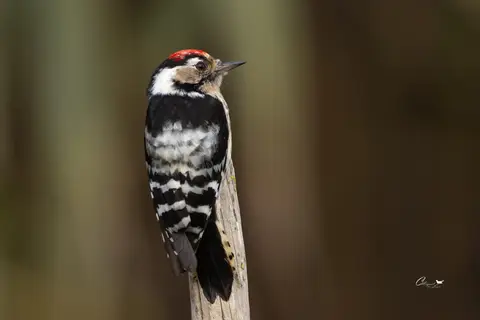 Lesser Spotted Woodpecker