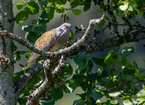 European Turtle Dove