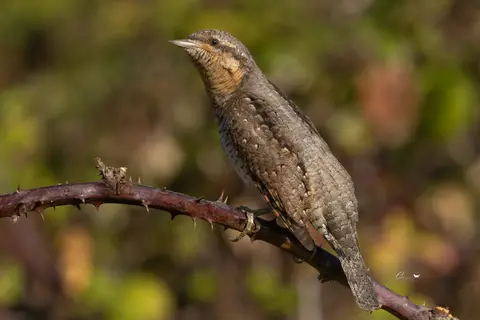 Eurasian Wryneck