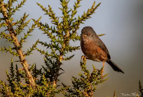 Dartford Warbler