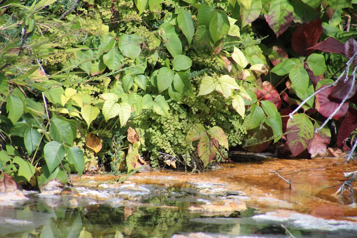 Maidenhair Fern