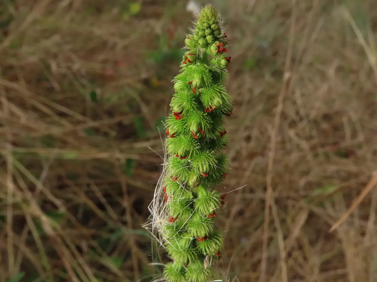 Agrimony