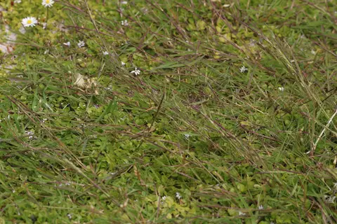 Creeping Bentgrass