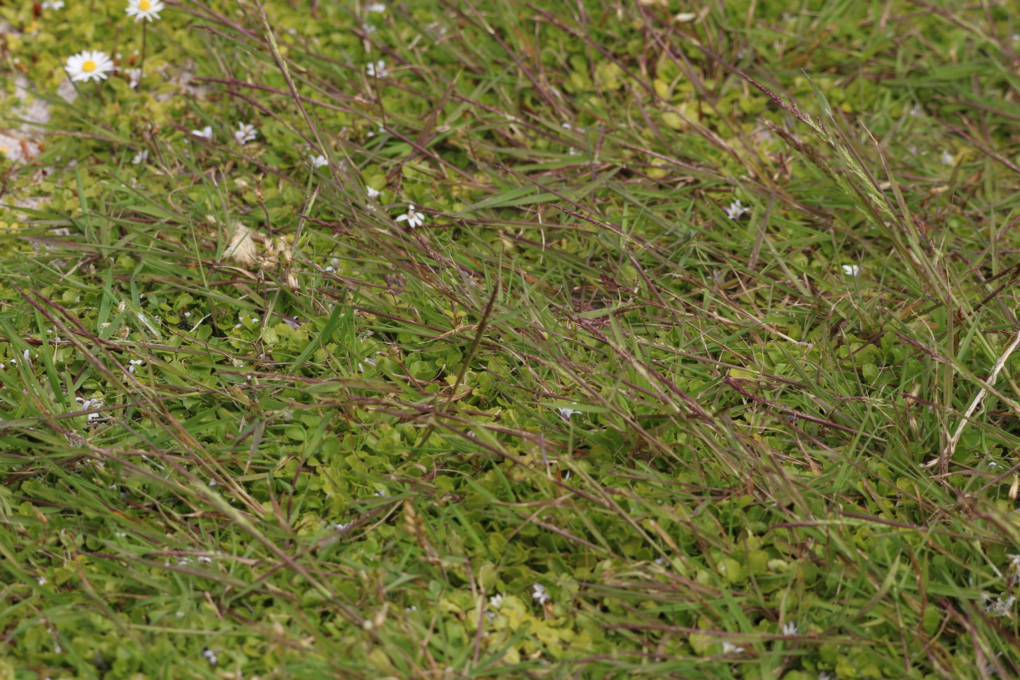 Creeping Bentgrass