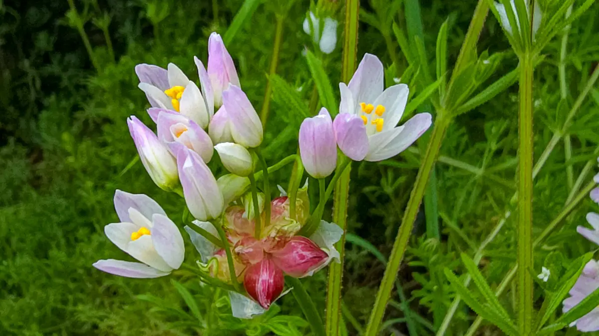 Rosy Garlic