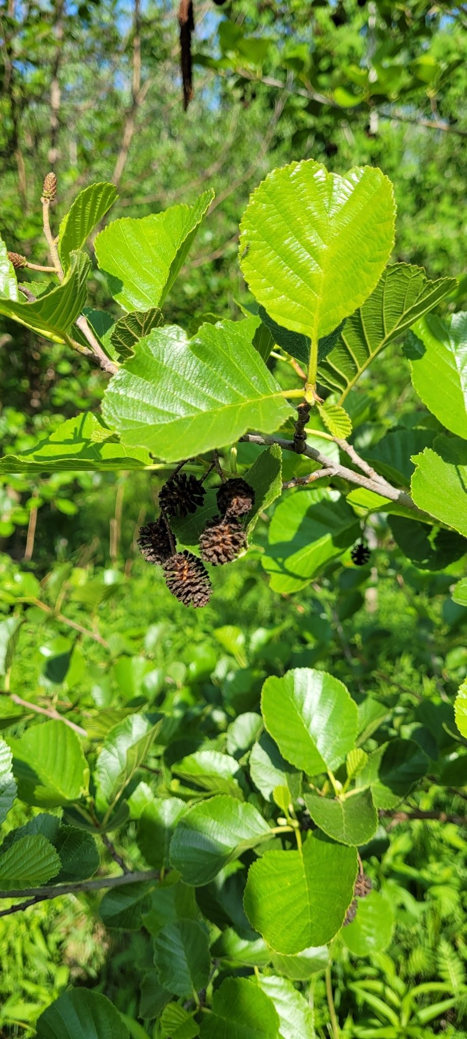 Common Alder