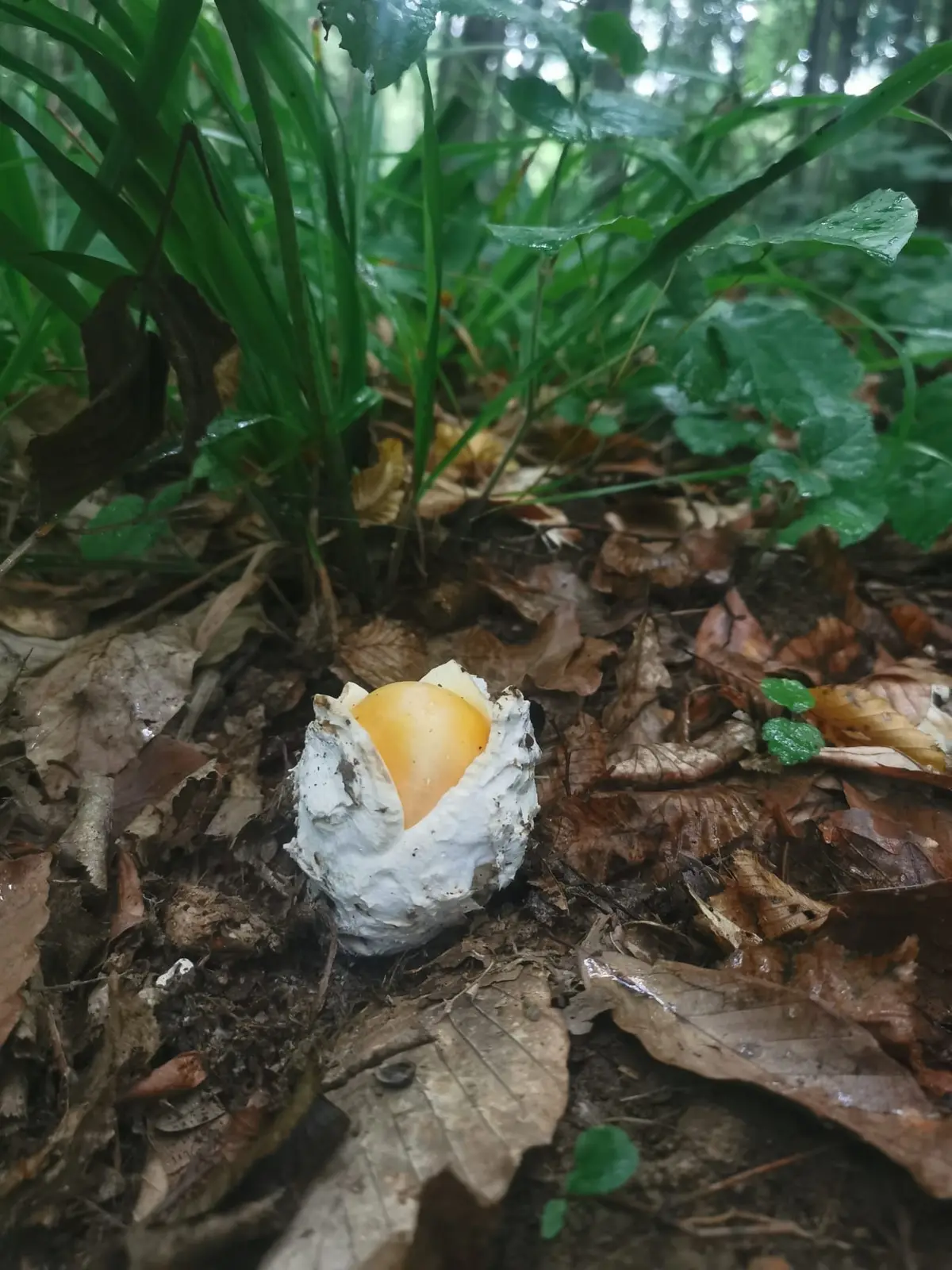 Caesar's Mushroom