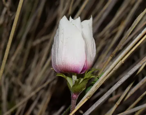 Poppy Anemone