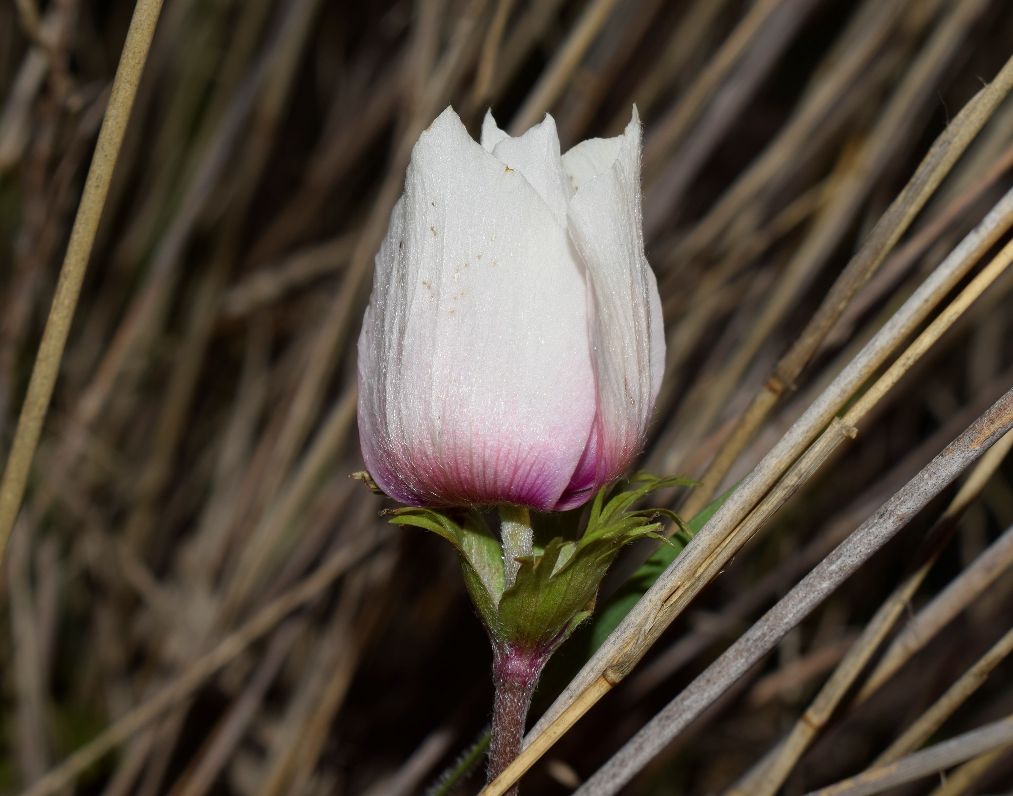 Poppy Anemone