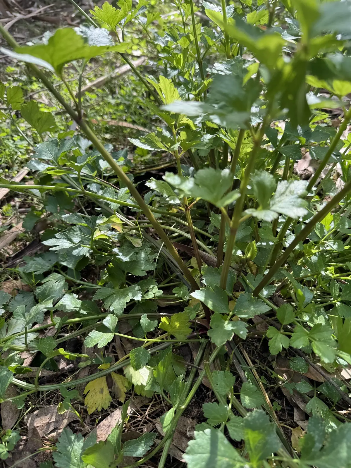 Wild Celery