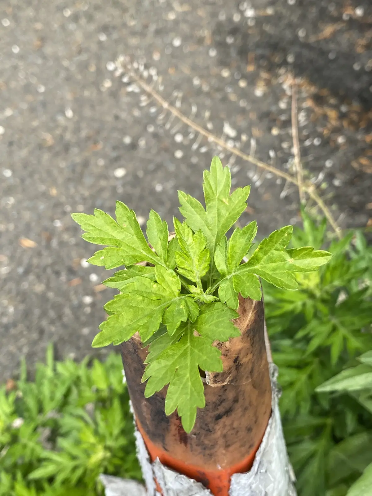 Mugwort