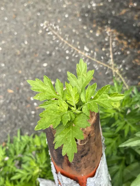 Mugwort