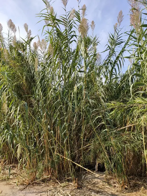 Giant Reed