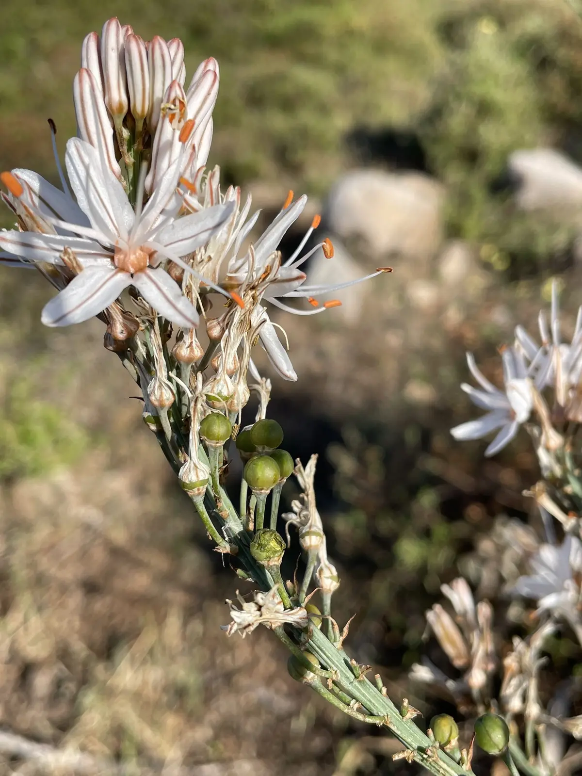 Common Asphodel