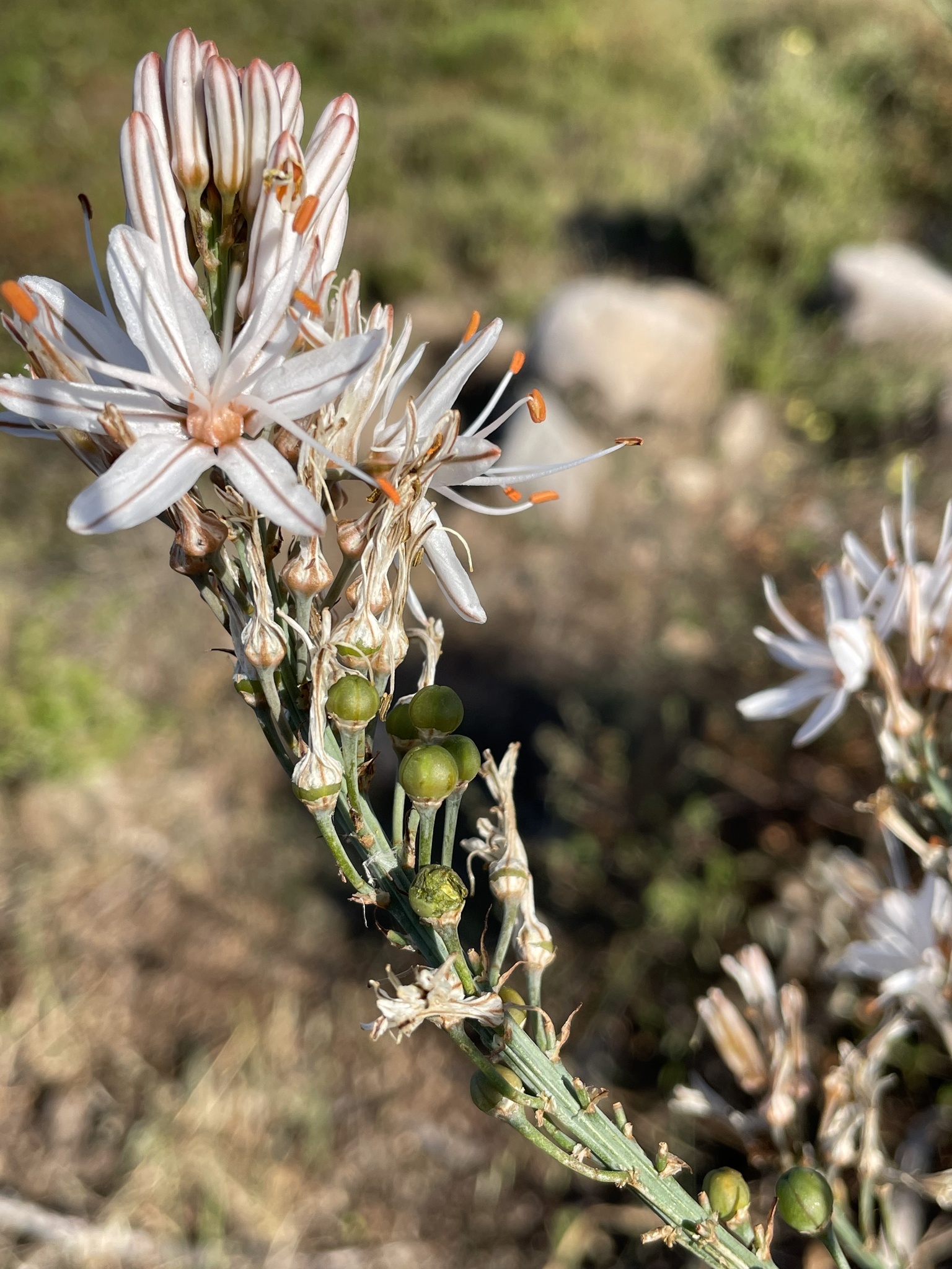 Common Asphodel