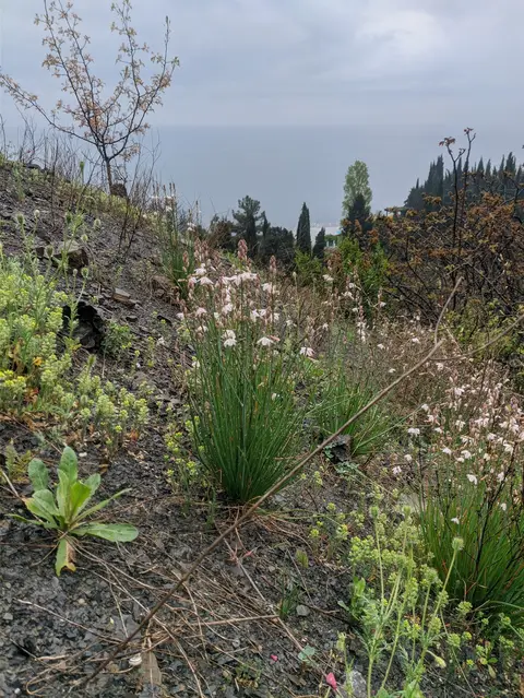 Hollow-stemmed Asphodel