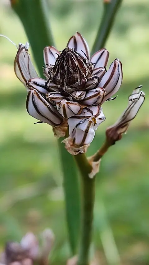 Branched Asphodel