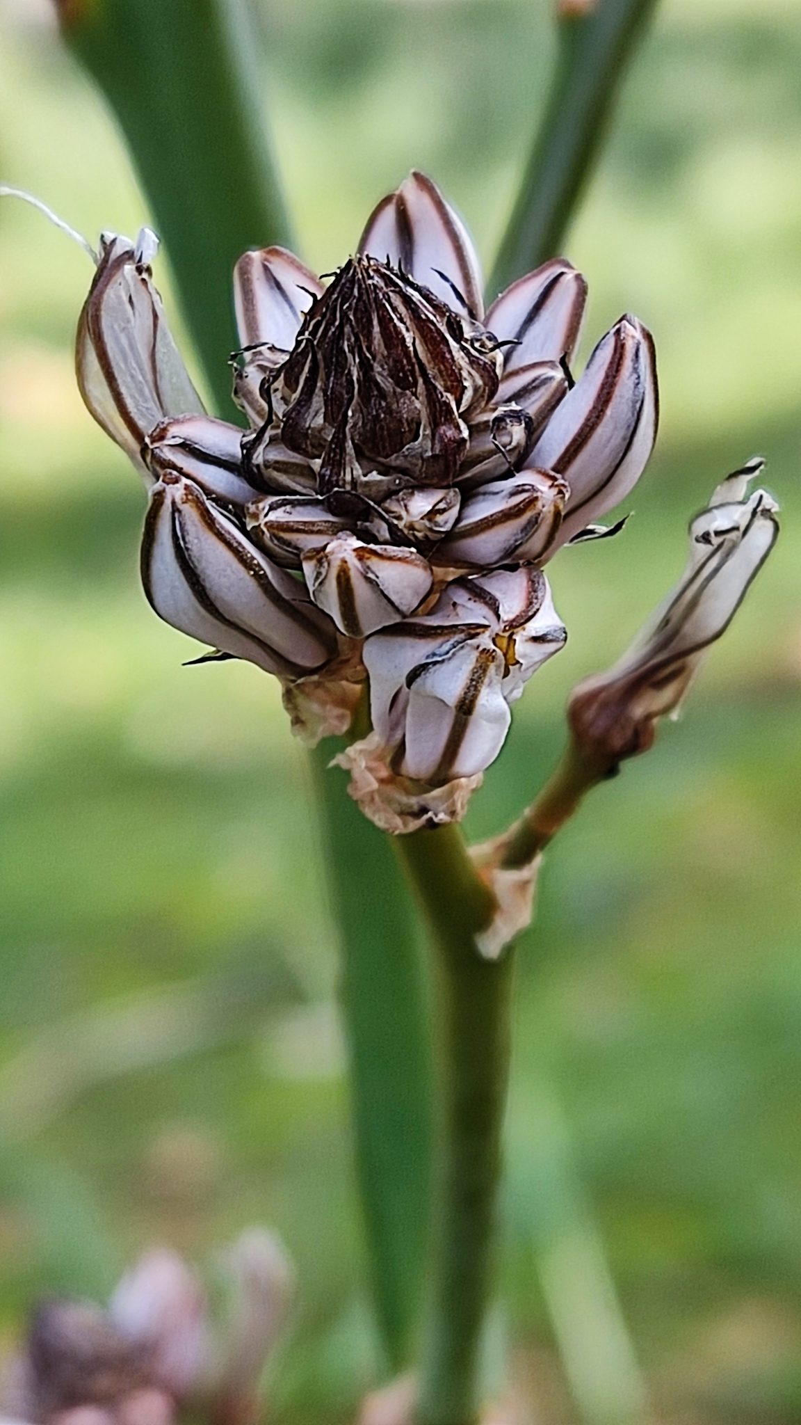 Branched Asphodel