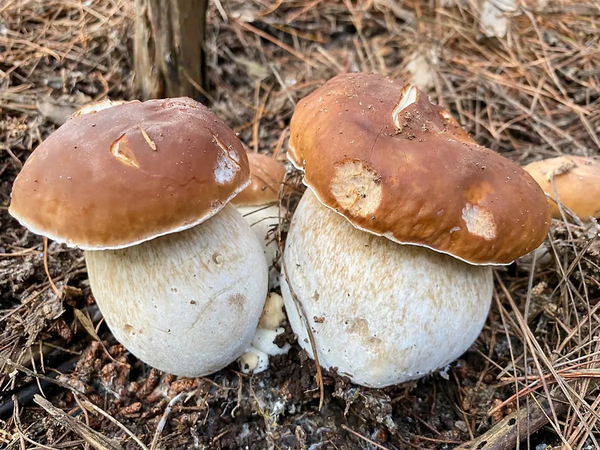 Porcini