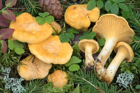 Chanterelle