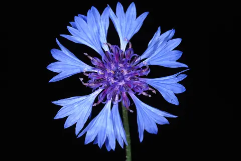 Cornflower