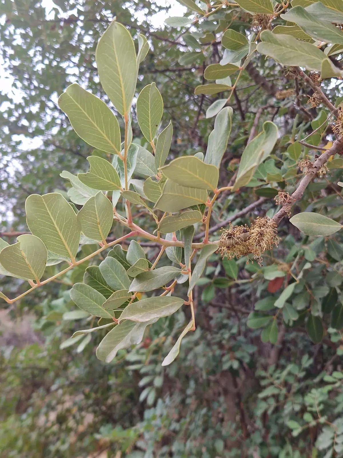 Carob Tree