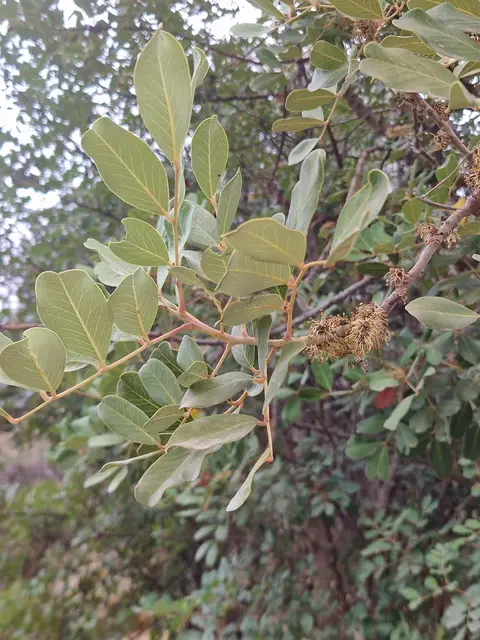 Carob Tree