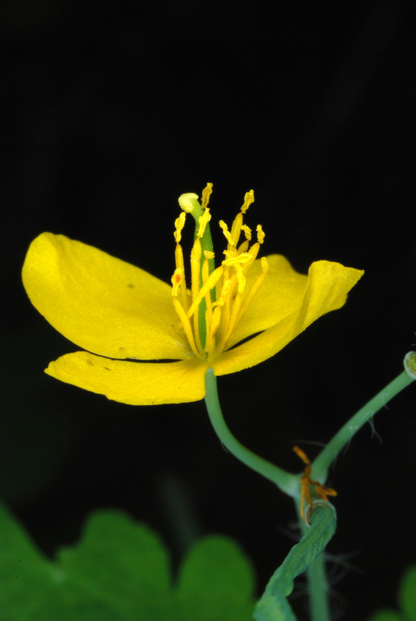 Greater Celandine