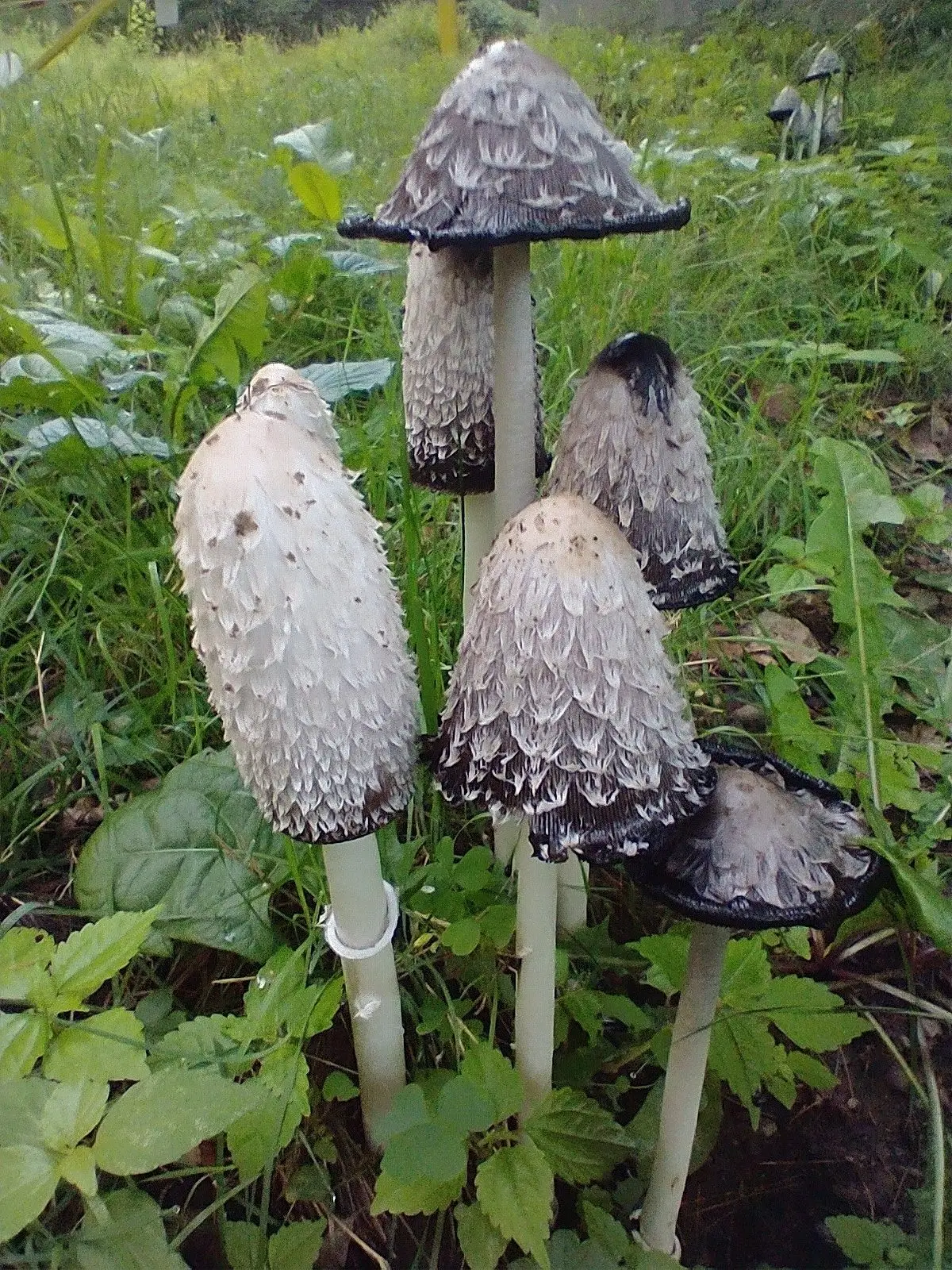 Shaggy Ink Cap