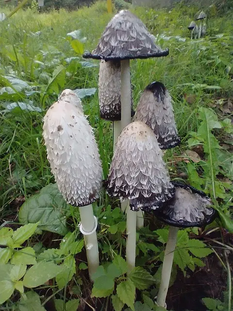 Shaggy Ink Cap