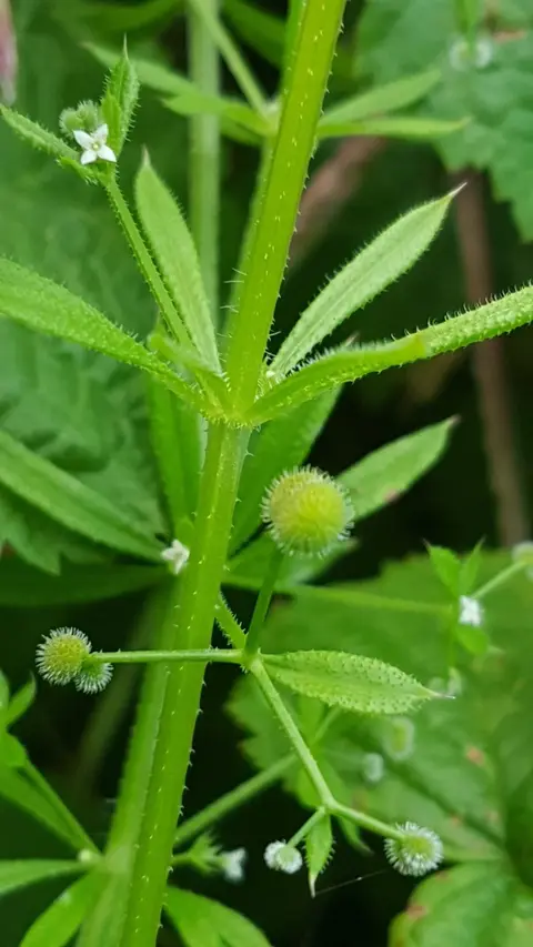 Cleavers
