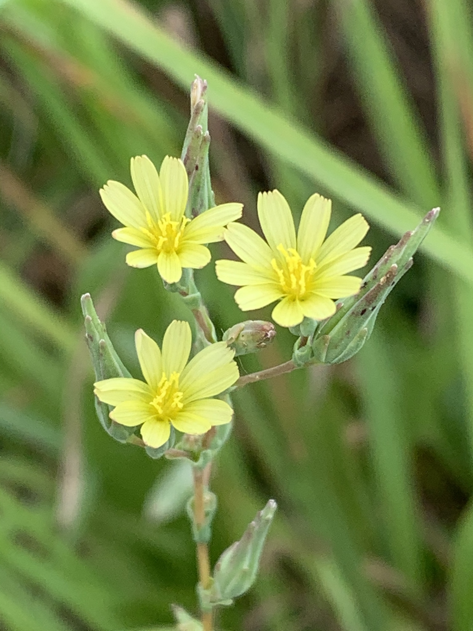 Prickly Lettuce
